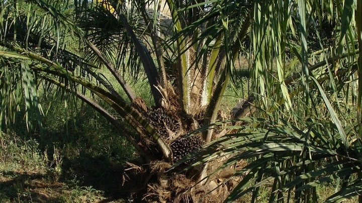 Пальмовое масло провоцирует распространение рака по организму