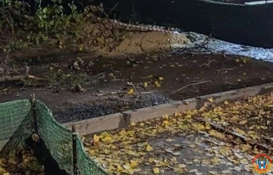 На улице Ленина в Ростове во дворе дома упало огромное дерево