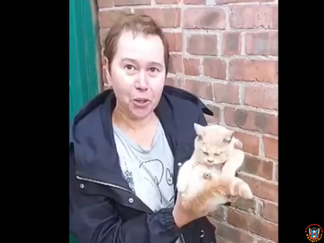 Ростовские спасатели разобрали забор, чтобы освободить застрявшего кота