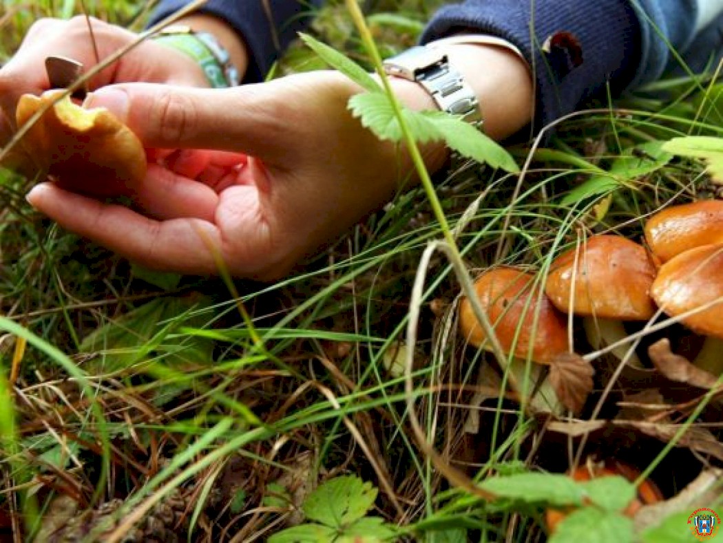 Житель Ростовской области отравился грибами