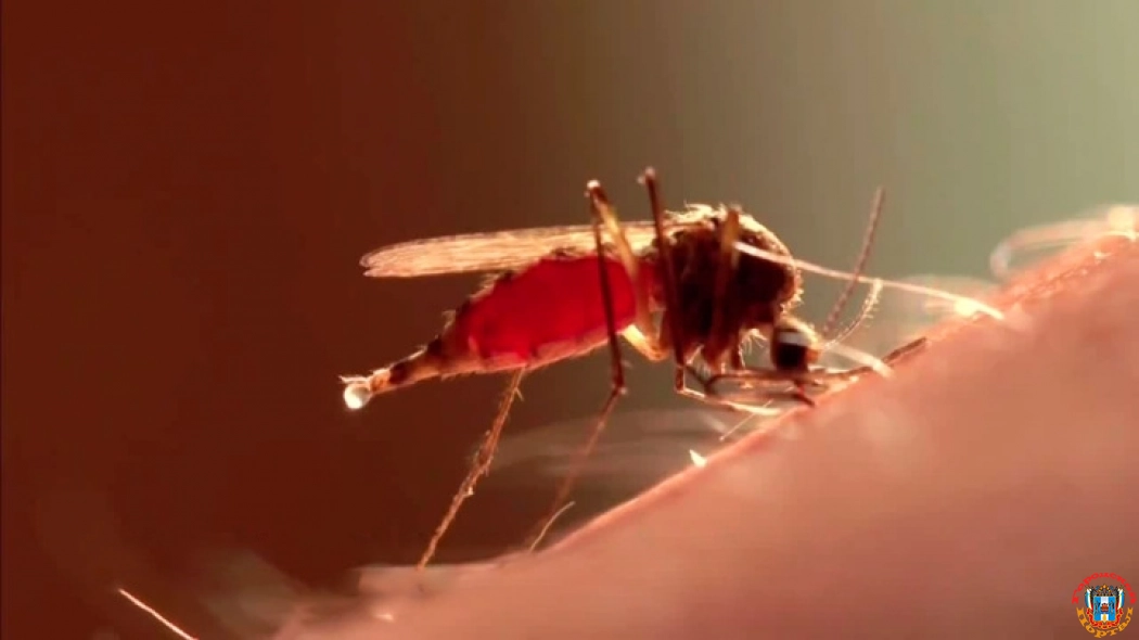 Как уберечься от комаров без вреда для здоровья
