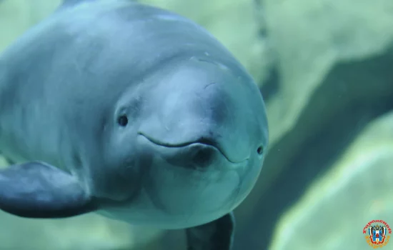 Морских свиней смогут увидеть ростовчане весной в реке Дон