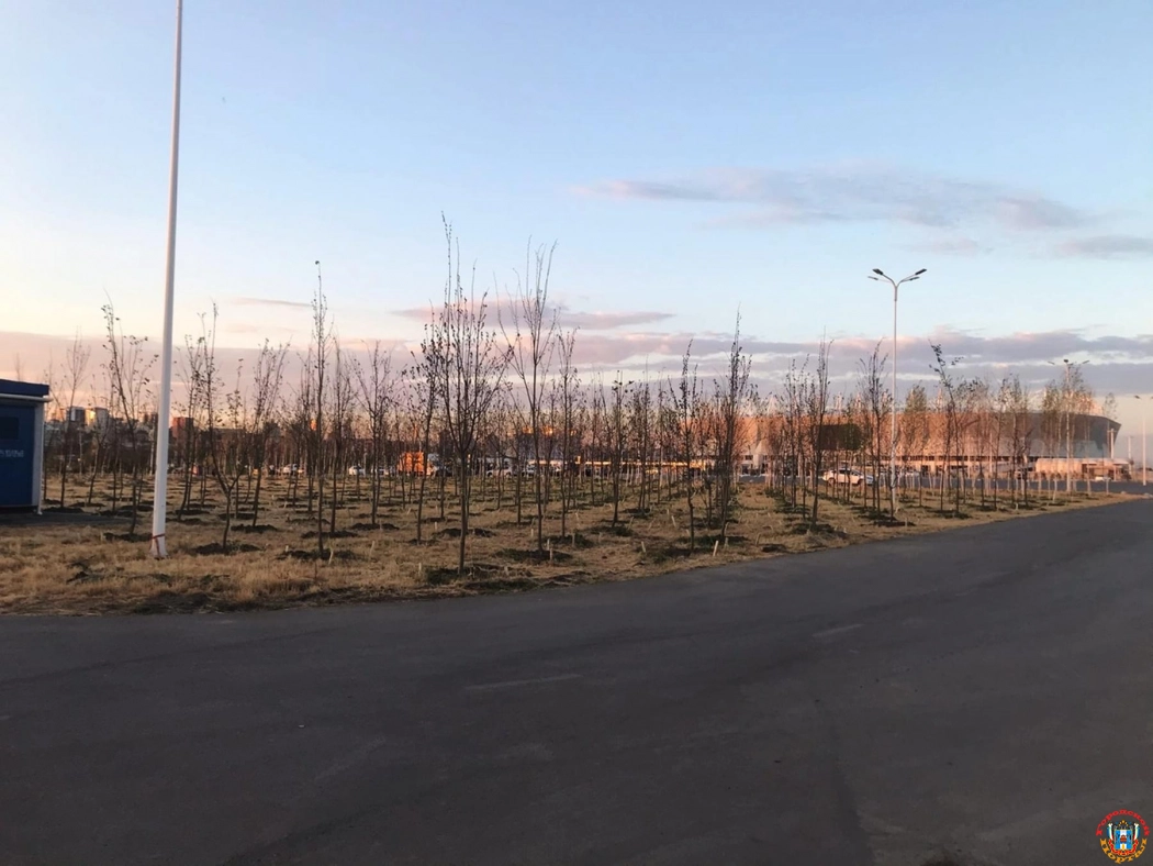 Жители Ростова понапрасну переживают из-за высохших деревьев на Левбердоне