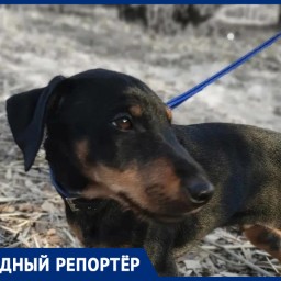 В Ростове пропал немецкий охотничий терьер
