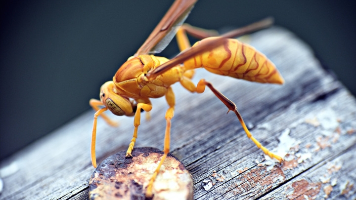 В изоляции от "общества" осы теряют способность распознавать лица