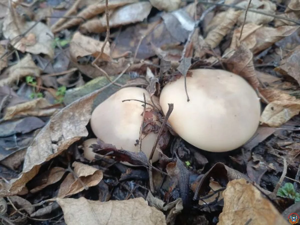 Сезон грибной охоты закрывают жители Ростовской области Сезон грибной охоты закрывают жители Ростовской области