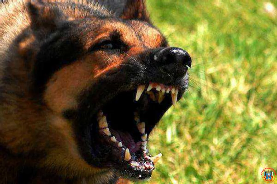 В Ростове домашняя овчарка напала на 6-летнюю девочку