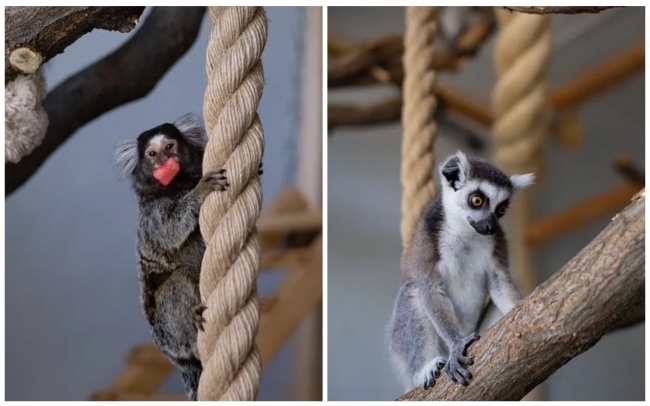 В Ростовском зоопарке малышей-лемуров и игрунков переведут в общий вольер