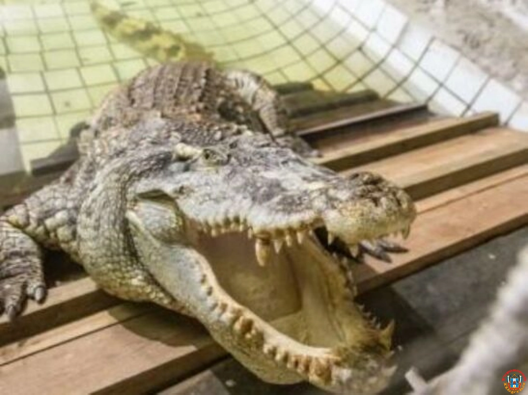 Ростовский зоопарк потратит 10 миллионов рублей на вольер и бассейн для крокодила