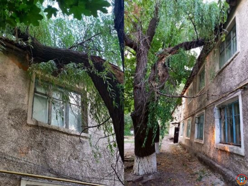 В Гуково упавшее из-за ветра дерево пробило крышу дома