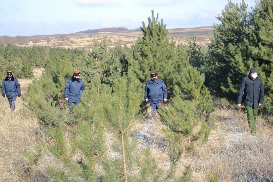 Перед новогодними праздниками в Ростовской области усилили охрану хвойных деревьев