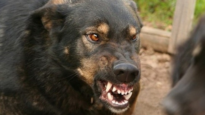 На Ямале из-за бешеной собаки, покусавшей 9 человек, в поселке вводят карантин