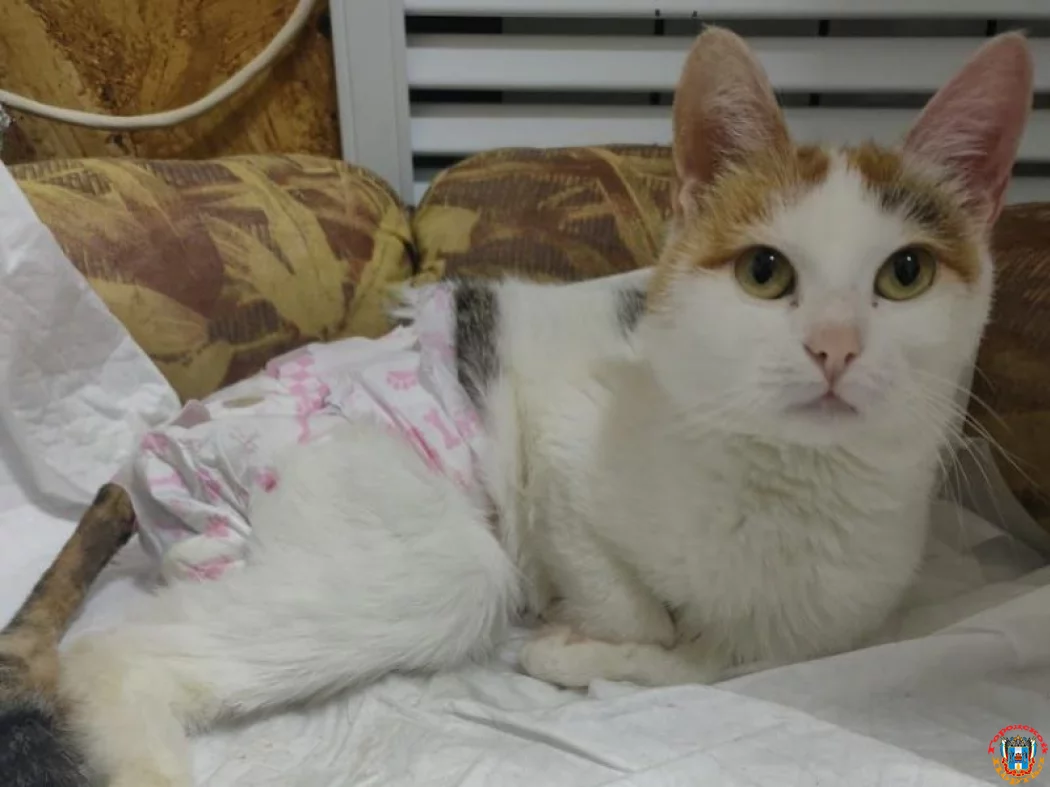 Любящую семью и дом кошке-спинальнице ищут Донские волонтеры