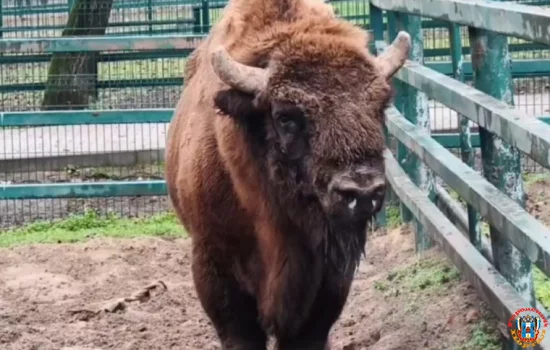 На временное содержание в Барнаульский зоопарк отправился зубр из Ростовского зоопарка