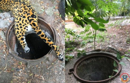 Ростовчане пожаловались на открытые люки во дворах на улицах Погодина и Герасименко