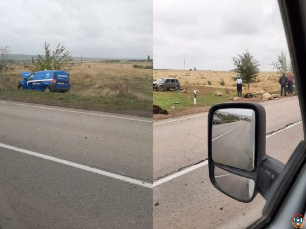 В Ростовской области водитель автомобиля «Почты России» сбил стадо баранов