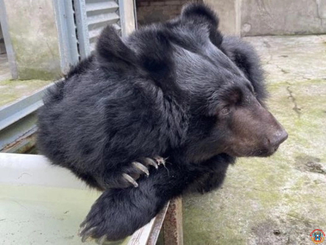 В Ростовском зоопарке гималайскую медведицу поселили в новый вольер