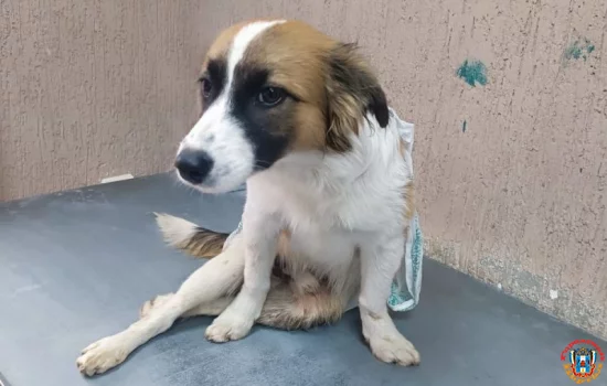 Псу с жуткими переломами пытаются помочь ветврачи в Сальске