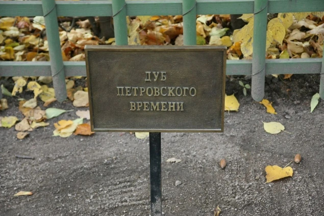 Первый Петровский дуб появится в Ростовской области