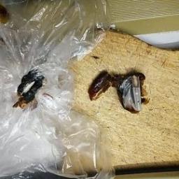 В Ростове в следственный изолятор пытались передать финики с наркотиками