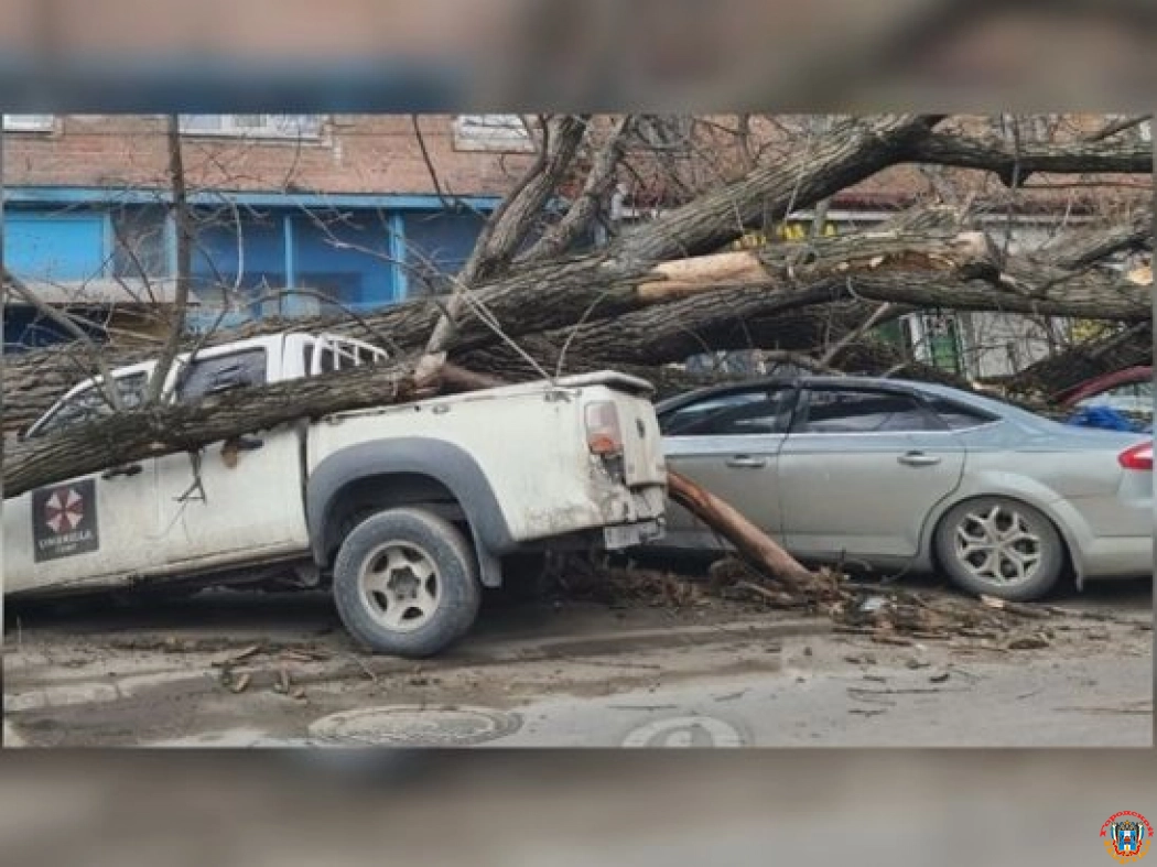В Ростове огромное дерево упало на четыре автомобиля