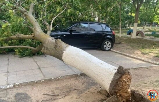 В Волгодонске ветер повалил дерево на легковушки