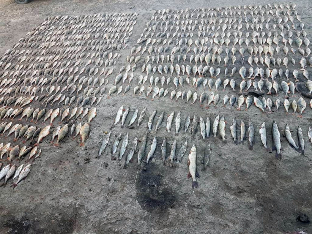 До пяти лет тюрьмы грозит жителю Ростовской области за незаконный вылов рыбы