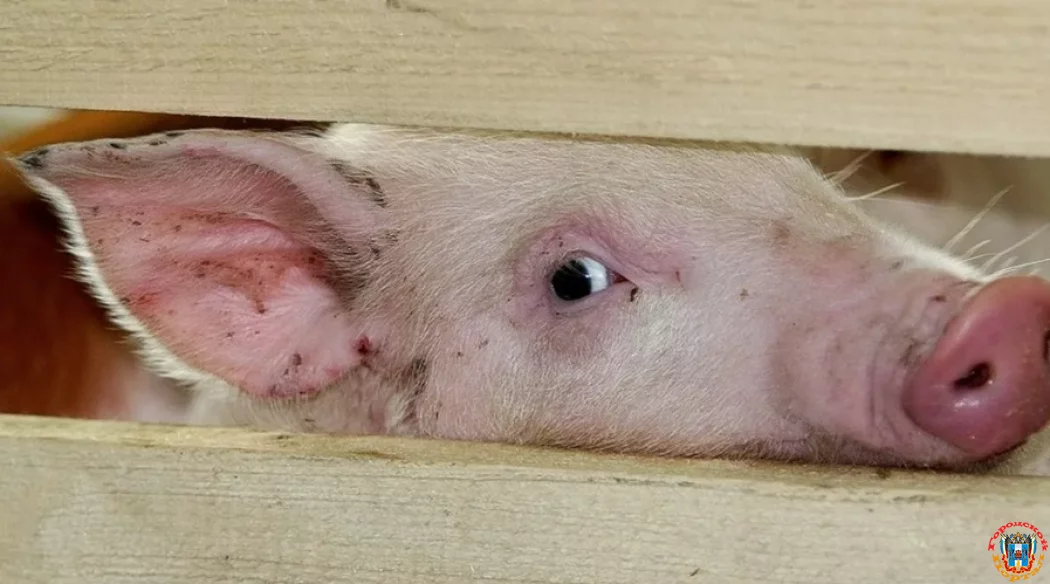 Карантин по африканской чуме свиней сняли в двух районах Ростовской области