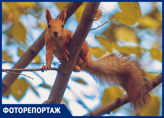 «Время гулять!»: яркие кадры золотой осени показал ростовский фотограф