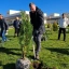 На Дону в рамках Дня древонасаждений высадили 300 тысяч деревьев и кустарников 2