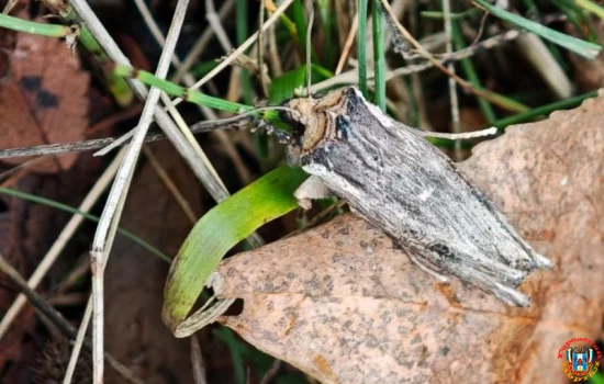 Редкую бабочку, которая поедает растения обнаружили в Волгодонском районе