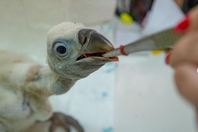 В ростовском зоопарке сотрудники «высидели» птенца белоголового сипа