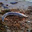 Мертвого дельфина нашли жители Таганрога на центральном пляже 1