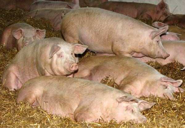 Новый очаг африканской чумы свиней обнаружили в Ростовской области