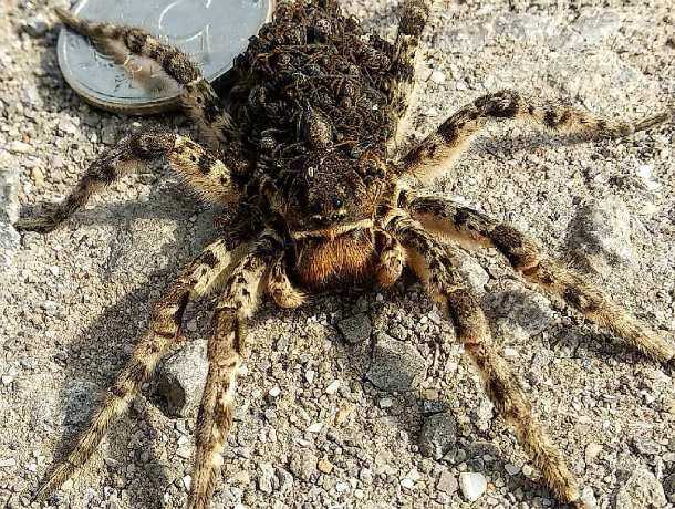 Самка ядовитого тарантула с детенышами атаковали дачный участок жительницы Ростова