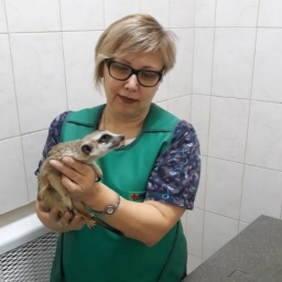Донские ветеринары спасали суриката, выпавшего из окна четвертого этажа