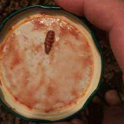 Приправленный гусеницей лечо из «Пятерочки» испортил аппетит молодой семейной паре в Ростове