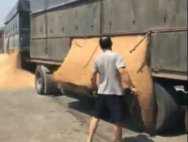 Донские хлеборобы – водитель и полицейский посеяли на трассе под Ростовом тонну пшеницы
