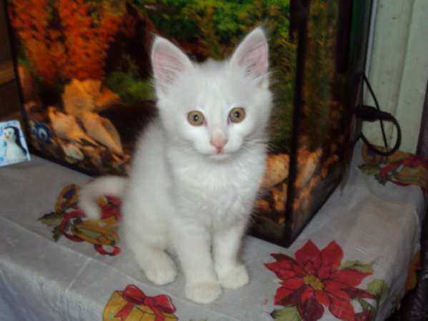 Невероятную сделку по продаже кота захотел провести житель Ростовской области