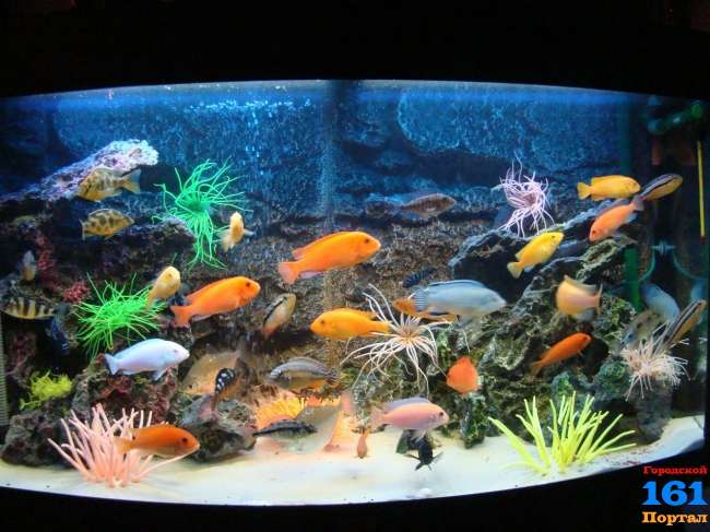 Для тех кто впервые хочет приобрести аквариумных рыбок.