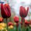 Ростов в цвету: на Театральной площади донской столицы распустились тюльпаны 4