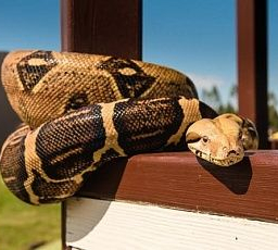 В подвале дома в Ростове обнаружили удава