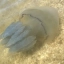 Из-за повышенной солености берег Таганрогского залива заполонили медузы 1