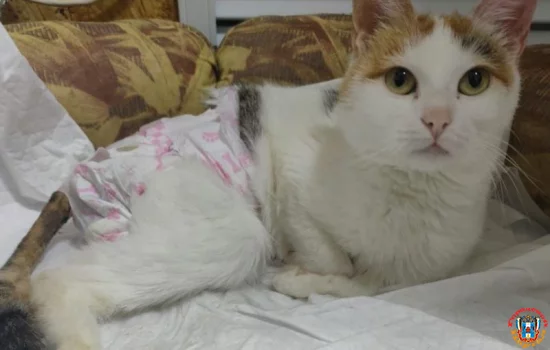 Любящую семью и дом кошке-спинальнице ищут Донские волонтеры