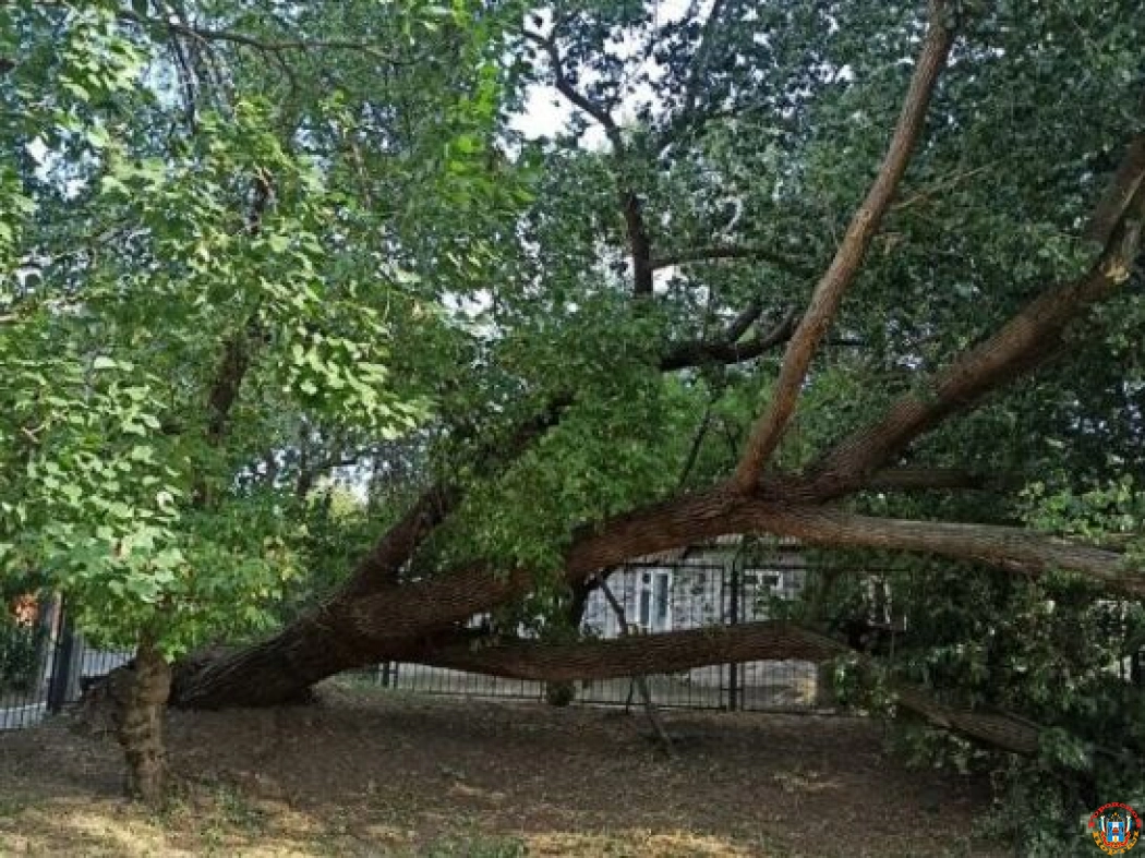 В Ростове огромное дерево упало во дворе школы №79
