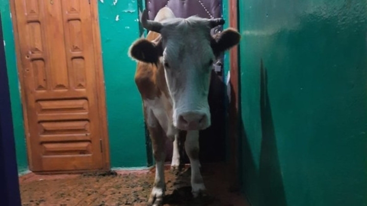 В Забайкалье корова заблудилась в подъезде многоэтажки