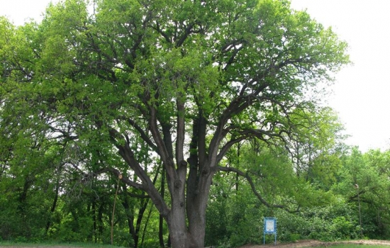 «Вешенский дуб» из Ростовской области участвует в национальном конкурсе «Российское дерево года»