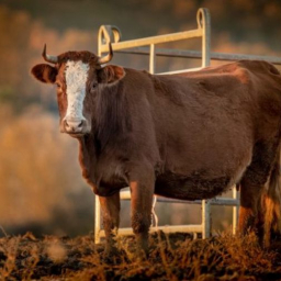 В донском селе Березовка ввели карантин по бруцеллезу