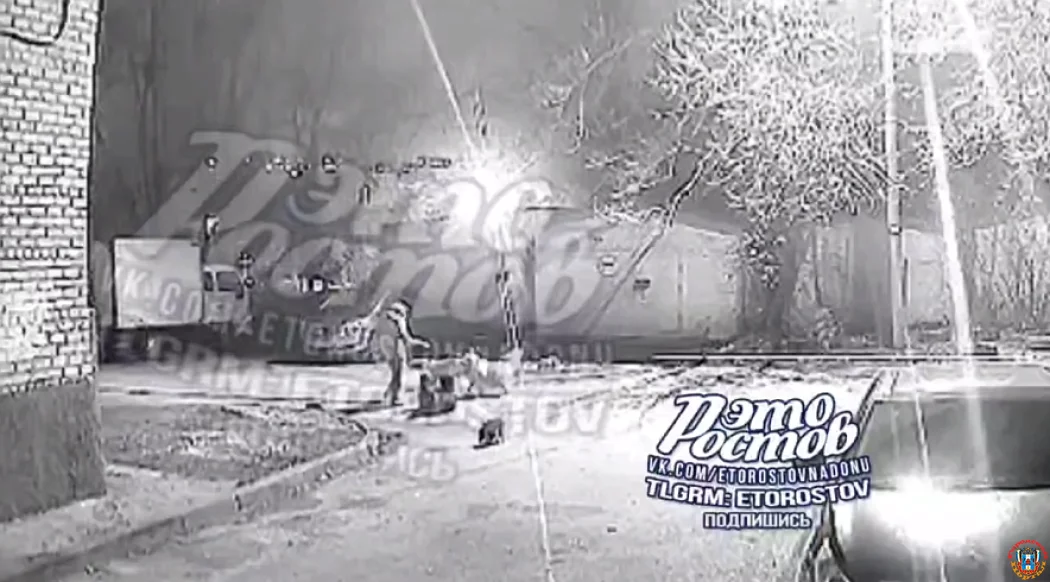 Напала на ребенка стая собак, на которую жаловались ростовчане