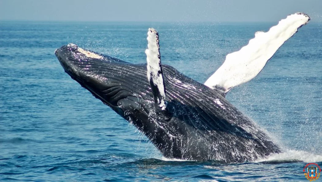 Ученые практикуют общение с инопланетянами, разговаривая с китами